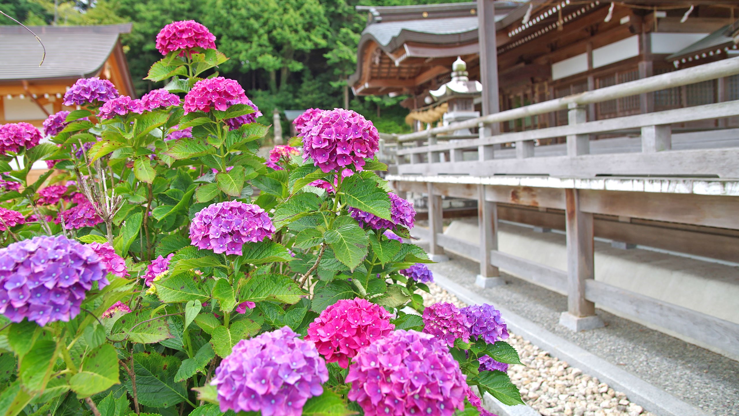 ⛩️ 이와이 신사 (이와이진자) 이미지 5